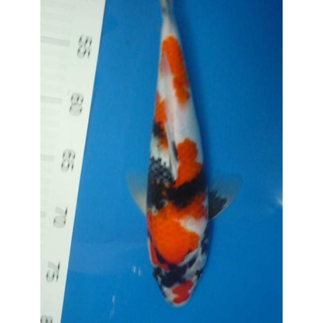 Klang Koi Aquarium Online Store